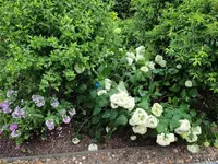 Waldhortensien.webp