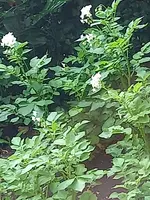 20210715_080321.webp