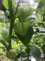 Tomatillo4.JPG