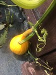 IMG_2036.JPG