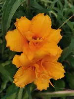 1626362944484.webp