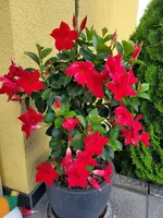 20210715_181134.webp