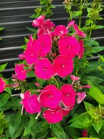 20210716_073923.webp