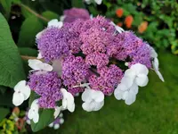 20210716_074002.webp