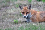 fuchs.jpg
