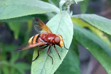 DSCN3428.webp