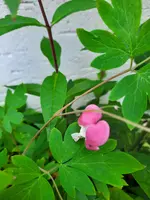 20210716_183714.webp