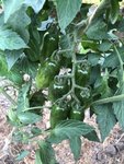 IMG_9183.JPG