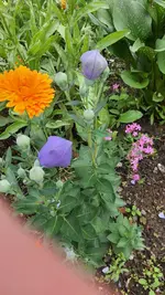 Blaue Blüte 01.webp