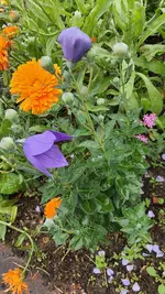 Blaue Blüte 02.webp