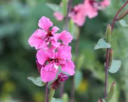 Clarkia.webp
