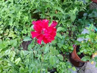 DSC01923.JPG