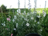 DSC01926.webp