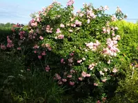 DSC01928.webp