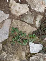 IMG_20210714_164125.jpg