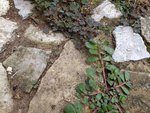 IMG_20210714_164128.jpg