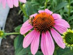 IMG_20210712_170543.jpg