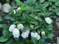 IMG_20210712_180033.webp