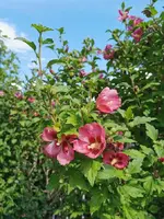 IMG_20210715_162555.webp