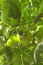 IMG_20210718_1044411.webp