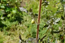 DSC01080.webp