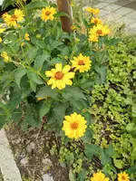 Pflanze_1.jpg Pflanze_1.jpg