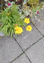 Pflanze_02.jpg Pflanze_02.jpg