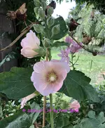 IMG_0869 2.webp