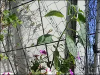 c059.webp