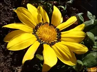 c061.webp