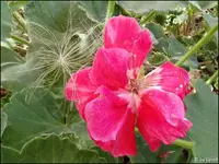 c062.webp