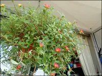 c063.webp