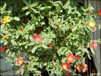c064.webp