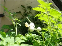 c066.webp