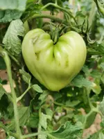 IMG_20210718_174821.webp