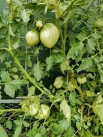 IMG_20210718_175150.webp