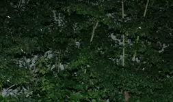 Eintagsfliegen 1.webp