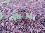 IMG_20210714_164341_1.jpg