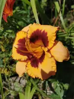 1626768332782.webp