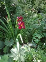 IMG_20210718_104243.webp