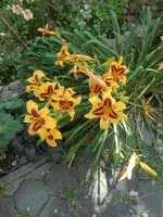 IMG_20210718_104206.webp
