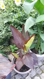 20210720_171529.webp