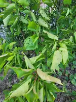 20210720_191619.webp