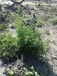 20160704_172852.jpg