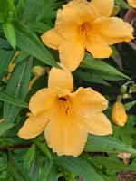20210719_201615.webp