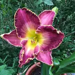 66-Light Yaers away-099_.webp