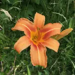 43-Fulva 'Europa'_099.webp