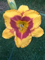 52-Fooled-Me_04.webp