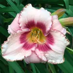 55-Strawberry-Candy_05.webp