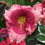 55-Strawberry-Candy_07.webp